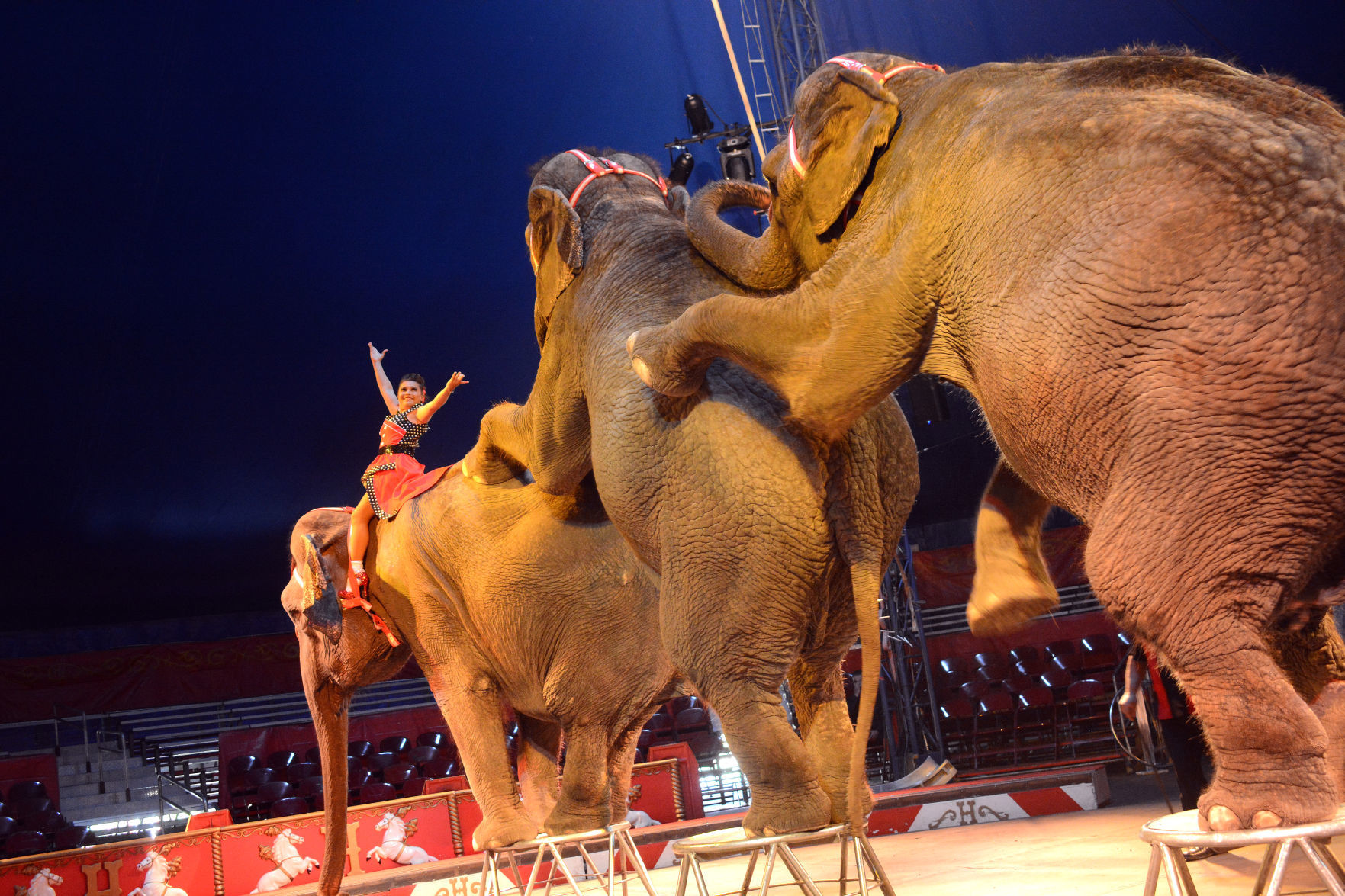 Tatiana Combs Circus World elephants